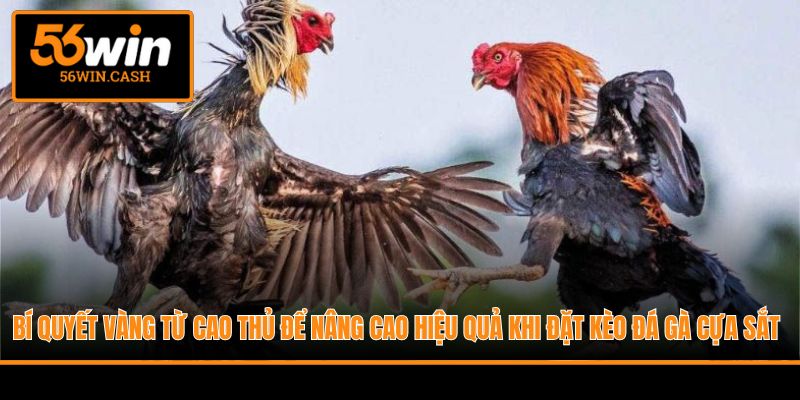 Bí quyết vàng từ cao thủ để nâng cao hiệu quả khi đặt kèo đá gà cựa sắt
