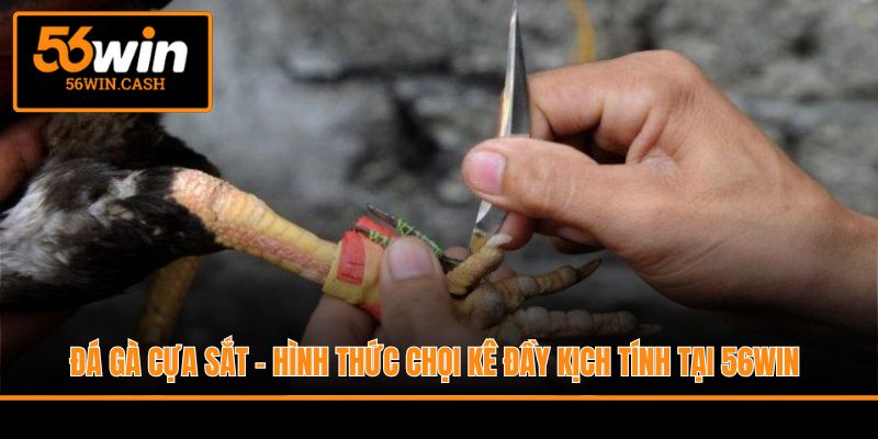 Đá Gà Cựa Sắt - Hình Thức Chọi Kê Đầy Kịch Tính Tại 56WIN