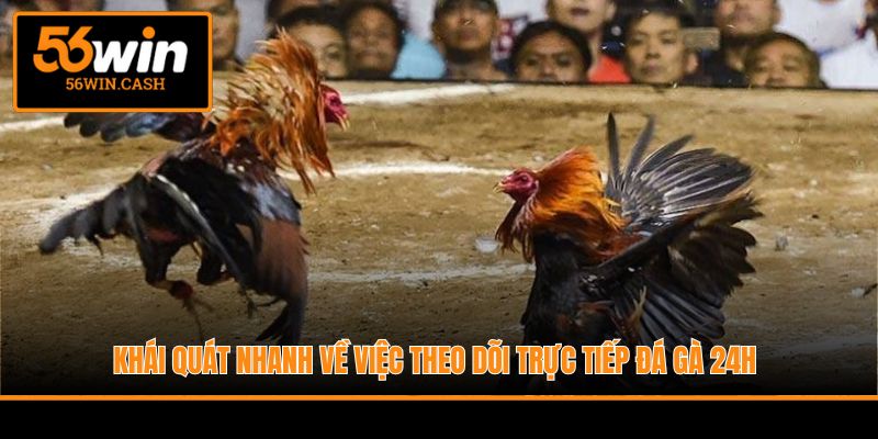 Khái quát nhanh về việc theo dõi trực tiếp đá gà 24h