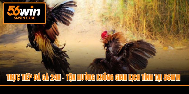 Trực Tiếp Đá Gà 24h - Tận Hưởng Không Gian Kịch Tính Tại 56WIN