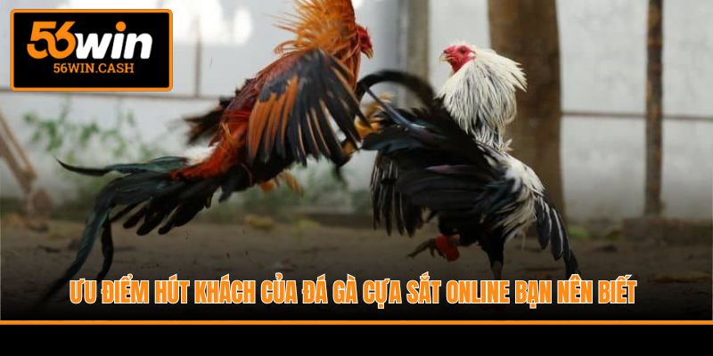 Ưu điểm hút khách của đá gà cựa sắt online bạn nên biết